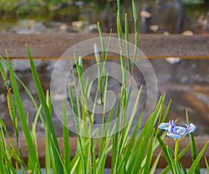 White and Blue Iris in Nocatee, Florida, Ã¢â¬Å½Asparagales, Ã¢â¬Å½Iridaceae, Ã¢â¬Å½Plantae, Florida. photo